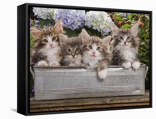 Norwegian Forest Cat Four Kittens in Tin Windowbox-null-Framed Stretched Canvas