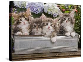 Norwegian Forest Cat Four Kittens in Tin Windowbox-null-Stretched Canvas