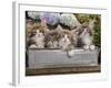 Norwegian Forest Cat Four Kittens in Tin Windowbox-null-Framed Photographic Print