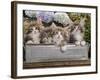 Norwegian Forest Cat Four Kittens in Tin Windowbox-null-Framed Photographic Print