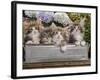 Norwegian Forest Cat Four Kittens in Tin Windowbox-null-Framed Photographic Print