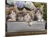 Norwegian Forest Cat Four Kittens in Tin Windowbox-null-Mounted Photographic Print