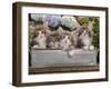 Norwegian Forest Cat Four Kittens in Tin Windowbox-null-Framed Photographic Print