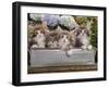 Norwegian Forest Cat Four Kittens in Tin Windowbox-null-Framed Photographic Print