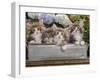 Norwegian Forest Cat Four Kittens in Tin Windowbox-null-Framed Photographic Print