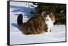 Norwegian Forest Cat in Snow, N. Illinois, USA-Lynn M^ Stone-Framed Stretched Canvas