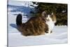 Norwegian Forest Cat in Snow, N. Illinois, USA-Lynn M^ Stone-Stretched Canvas