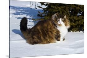 Norwegian Forest Cat in Snow, N. Illinois, USA-Lynn M^ Stone-Stretched Canvas
