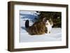 Norwegian Forest Cat in Snow, N. Illinois, USA-Lynn M^ Stone-Framed Photographic Print