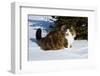 Norwegian Forest Cat in Snow, N. Illinois, USA-Lynn M^ Stone-Framed Photographic Print