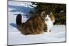 Norwegian Forest Cat in Snow, N. Illinois, USA-Lynn M^ Stone-Mounted Photographic Print