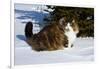 Norwegian Forest Cat in Snow, N. Illinois, USA-Lynn M^ Stone-Framed Photographic Print