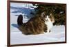 Norwegian Forest Cat in Snow, N. Illinois, USA-Lynn M^ Stone-Framed Photographic Print