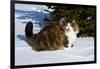 Norwegian Forest Cat in Snow, N. Illinois, USA-Lynn M^ Stone-Framed Photographic Print