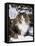 Norwegian Forest Cat in Snow-Lynn M^ Stone-Framed Stretched Canvas