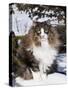 Norwegian Forest Cat in Snow-Lynn M^ Stone-Stretched Canvas