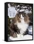 Norwegian Forest Cat in Snow-Lynn M^ Stone-Framed Stretched Canvas