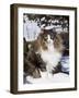 Norwegian Forest Cat in Snow-Lynn M^ Stone-Framed Photographic Print