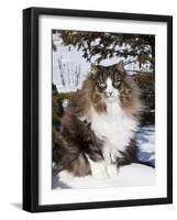 Norwegian Forest Cat in Snow-Lynn M^ Stone-Framed Photographic Print