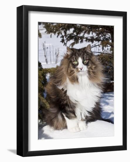 Norwegian Forest Cat in Snow-Lynn M^ Stone-Framed Photographic Print
