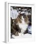 Norwegian Forest Cat in Snow-Lynn M^ Stone-Framed Photographic Print