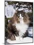 Norwegian Forest Cat in Snow-Lynn M^ Stone-Mounted Photographic Print