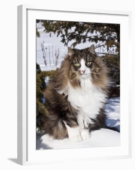 Norwegian Forest Cat in Snow-Lynn M^ Stone-Framed Photographic Print