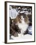 Norwegian Forest Cat in Snow-Lynn M^ Stone-Framed Photographic Print