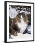 Norwegian Forest Cat in Snow-Lynn M^ Stone-Framed Photographic Print