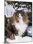 Norwegian Forest Cat in Snow-Lynn M^ Stone-Mounted Photographic Print