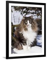 Norwegian Forest Cat in Snow-Lynn M^ Stone-Framed Photographic Print