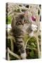 Norwegian Forest Cat Kitten on Chair-null-Stretched Canvas