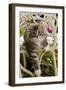 Norwegian Forest Cat Kitten on Chair-null-Framed Photographic Print