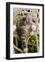 Norwegian Forest Cat Kitten on Chair-null-Framed Photographic Print