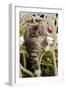 Norwegian Forest Cat Kitten on Chair-null-Framed Photographic Print