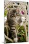 Norwegian Forest Cat Kitten on Chair-null-Mounted Photographic Print