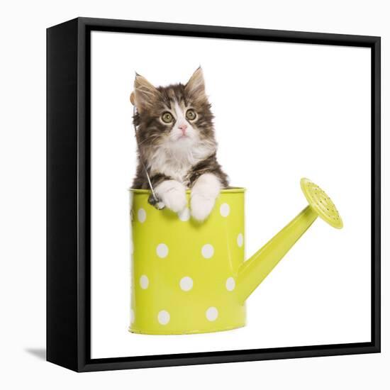 Norwegian Forest Cat, Norsk Skogkatt 8 Week-null-Framed Stretched Canvas