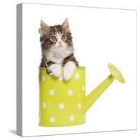 Norwegian Forest Cat, Norsk Skogkatt 8 Week-null-Stretched Canvas