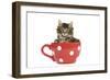 Norwegian Forest Cat, Norsk Skogkatt 8 Week-null-Framed Premium Photographic Print