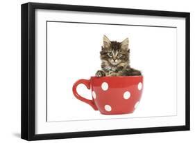 Norwegian Forest Cat, Norsk Skogkatt 8 Week-null-Framed Premium Photographic Print