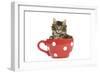 Norwegian Forest Cat, Norsk Skogkatt 8 Week-null-Framed Premium Photographic Print