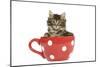 Norwegian Forest Cat, Norsk Skogkatt 8 Week-null-Mounted Premium Photographic Print