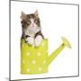 Norwegian Forest Cat, Norsk Skogkatt 8 Week-null-Mounted Photographic Print