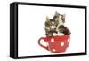 Norwegian Forest Cat, Norsk Skogkatt Two 8 Week-null-Framed Stretched Canvas