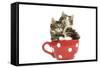 Norwegian Forest Cat, Norsk Skogkatt Two 8 Week-null-Framed Stretched Canvas