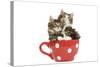 Norwegian Forest Cat, Norsk Skogkatt Two 8 Week-null-Stretched Canvas