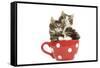 Norwegian Forest Cat, Norsk Skogkatt Two 8 Week-null-Framed Stretched Canvas