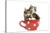 Norwegian Forest Cat, Norsk Skogkatt Two 8 Week-null-Stretched Canvas