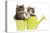 Norwegian Forest Cat, Norsk Skogkatt Two 8 Week-null-Stretched Canvas