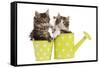 Norwegian Forest Cat, Norsk Skogkatt Two 8 Week-null-Framed Stretched Canvas